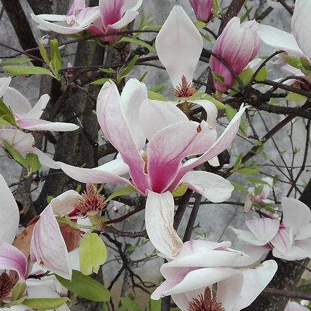 La Magnolia Appartamento Cascina Exterior photo